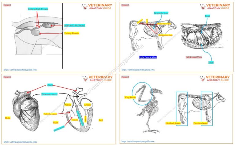 Veterinary Anatomy Guide » Why is animal anatomy important?