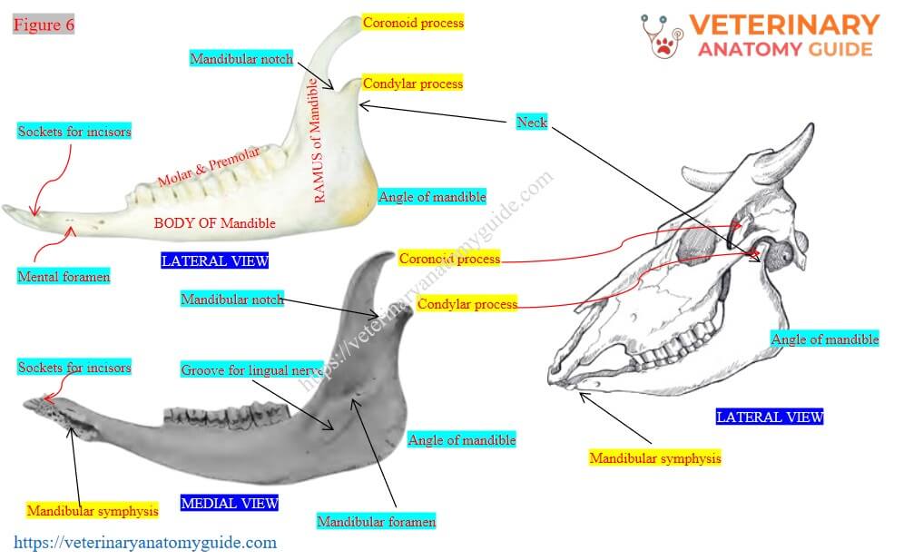 Body and ramus of the cow mandible
