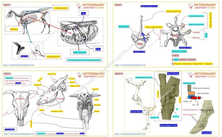 Veterinary Anatomy Guide » Cow skeleton