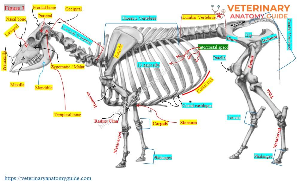 Skeletal Diagram Of A Cow Skeletal Diagram Of A Cow