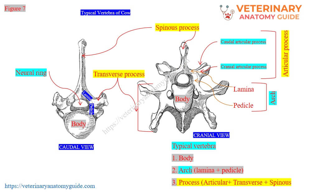 Different part of a typical vertebra of a cow