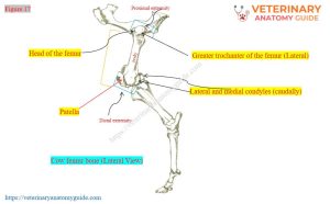 Veterinary Anatomy Guide » Cow skeleton