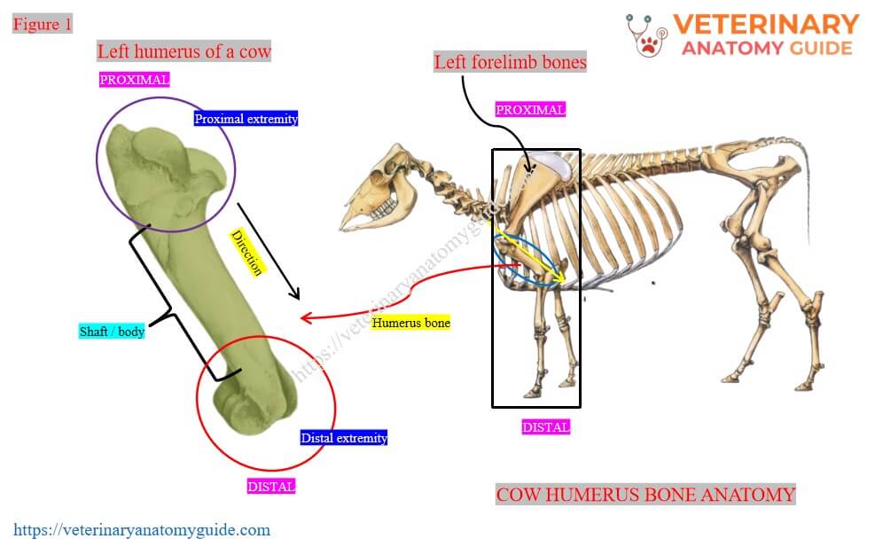 Location, direction, shaft, and extremities of the cow humerus bone