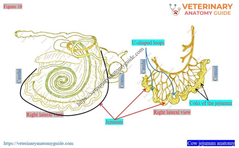 Veterinary Anatomy Guide » Cow small intestine