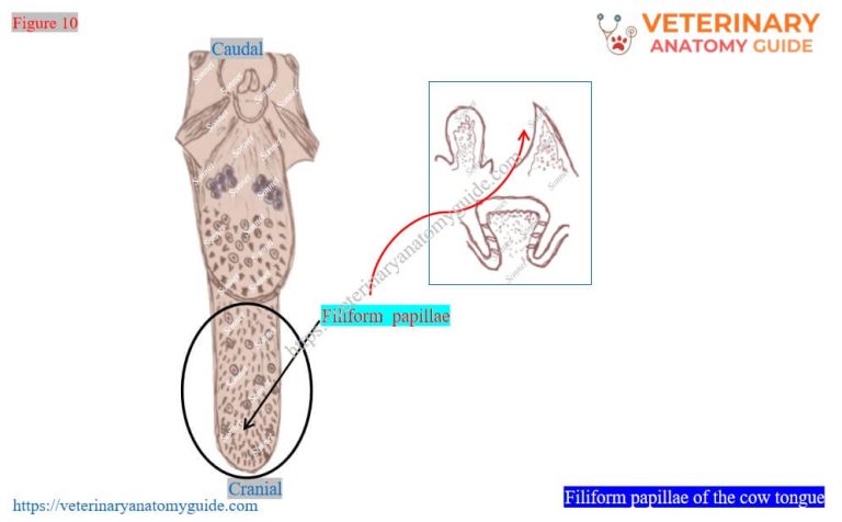 Veterinary Anatomy Guide » Cow tongue anatomy