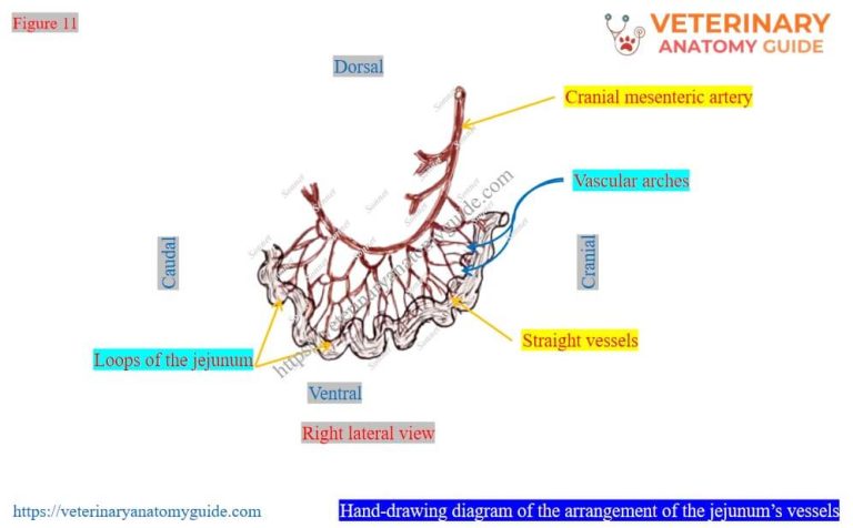 Veterinary Anatomy Guide » Cow small intestine