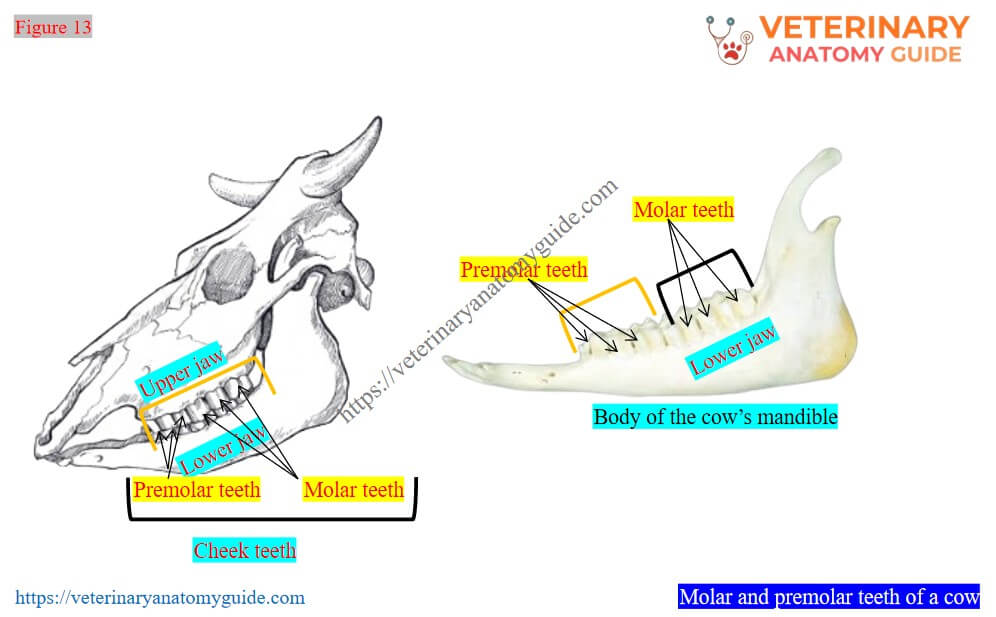 Molar and premolar teeth of a cow