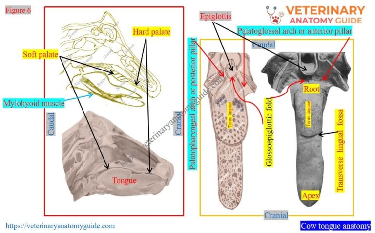 Veterinary Anatomy Guide » Cow tongue anatomy