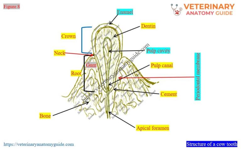 Veterinary Anatomy Guide » Cow teeth anatomy
