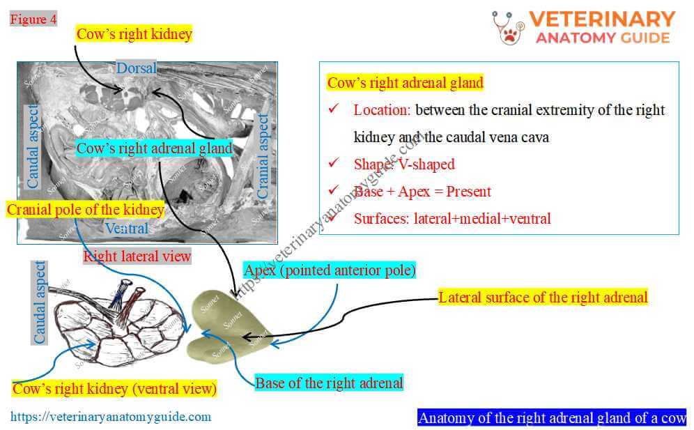 Anatomy of the right adrenal gland of a cow