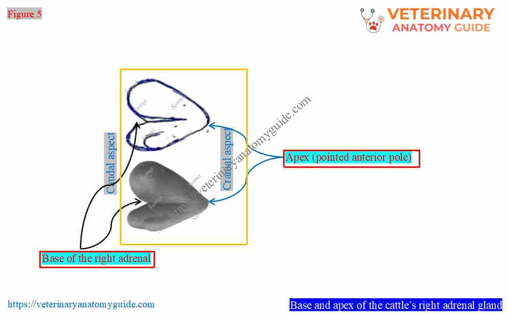 Veterinary Anatomy Guide » Cow adrenal gland