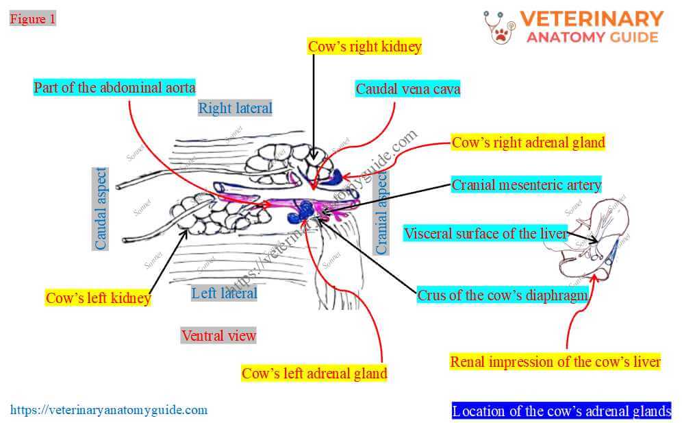 Hand-drawn diagram shows the location of the cow’s adrenal glands