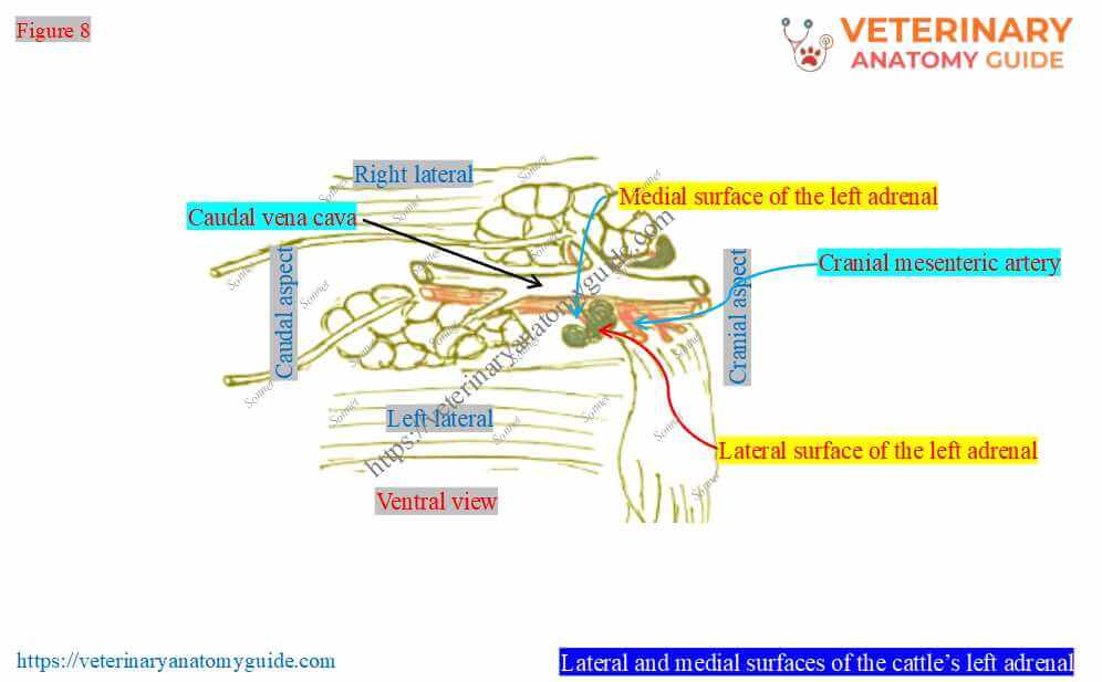 Lateral and medial surfaces of the cattle’s left adrenal