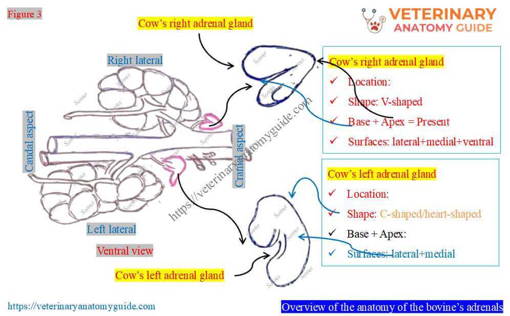 Overview of the anatomy of the bovine’s right and left adrenals