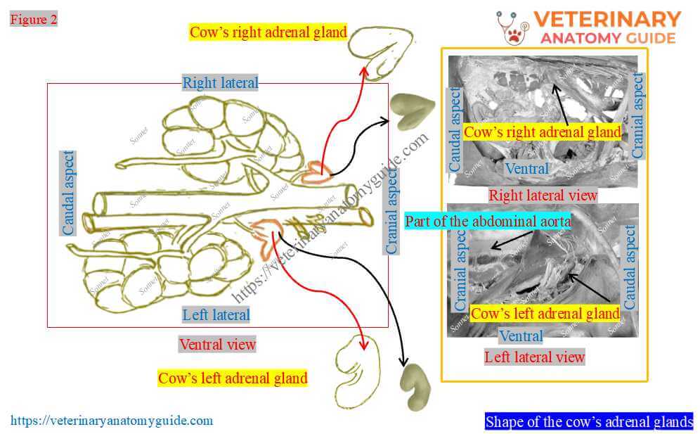 Shape of the right and left adrenal glands of the cow