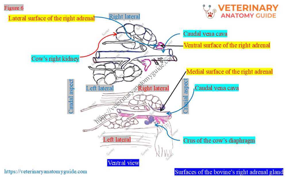 Surfaces of the bovine’s right adrenal gland