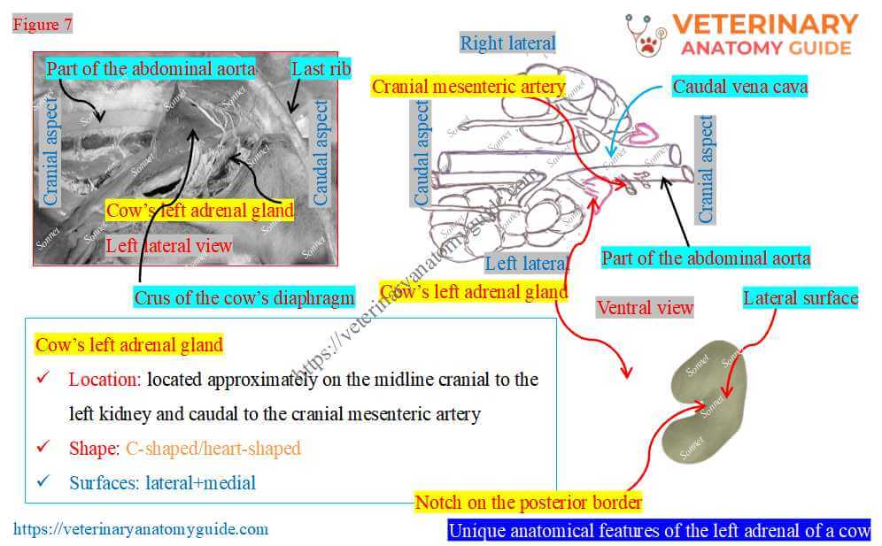 Unique features of the left adrenal of a cow